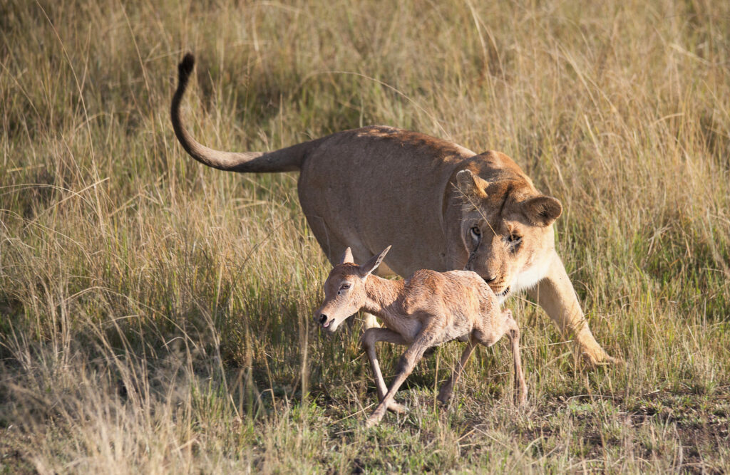 A lion chasing a deer, we need to keep safe from dangers out there on the internet which is a wild place