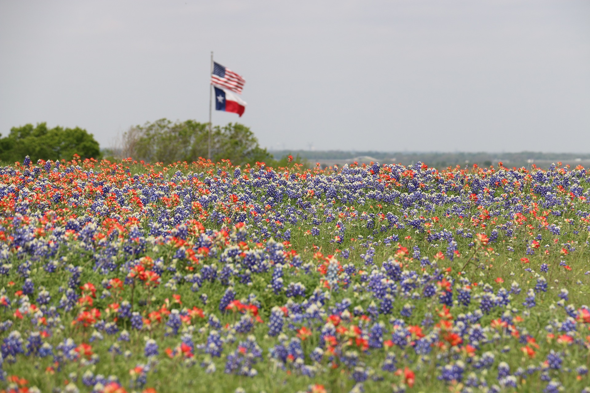 1631120502-Area-Code-469-TX-Generic-Flowers-and-Flags